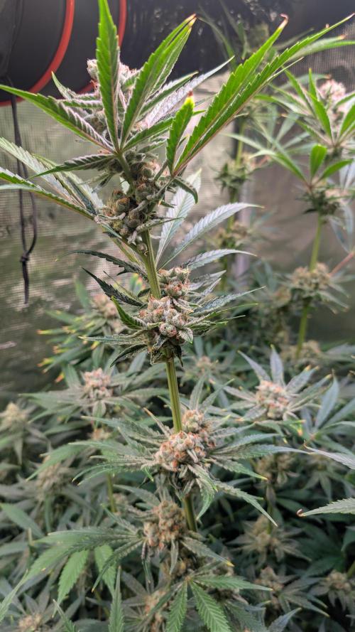 Pomelo. Week 7