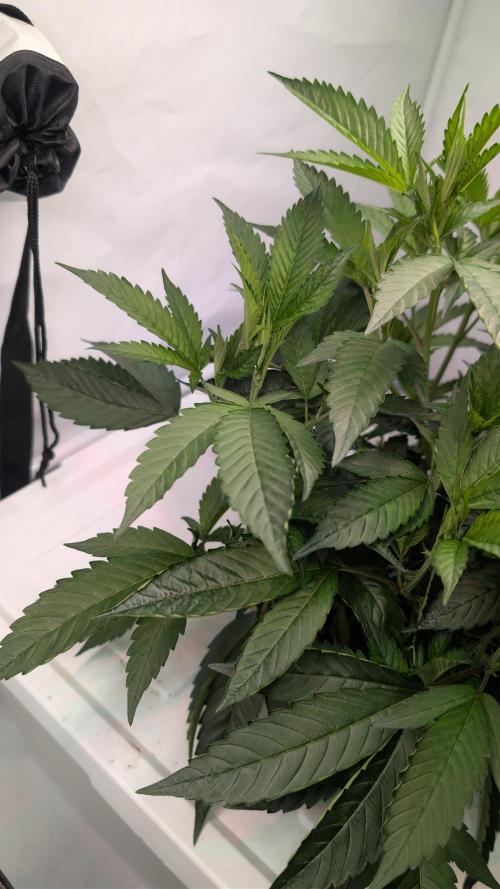 DWC Colorado. Week 5