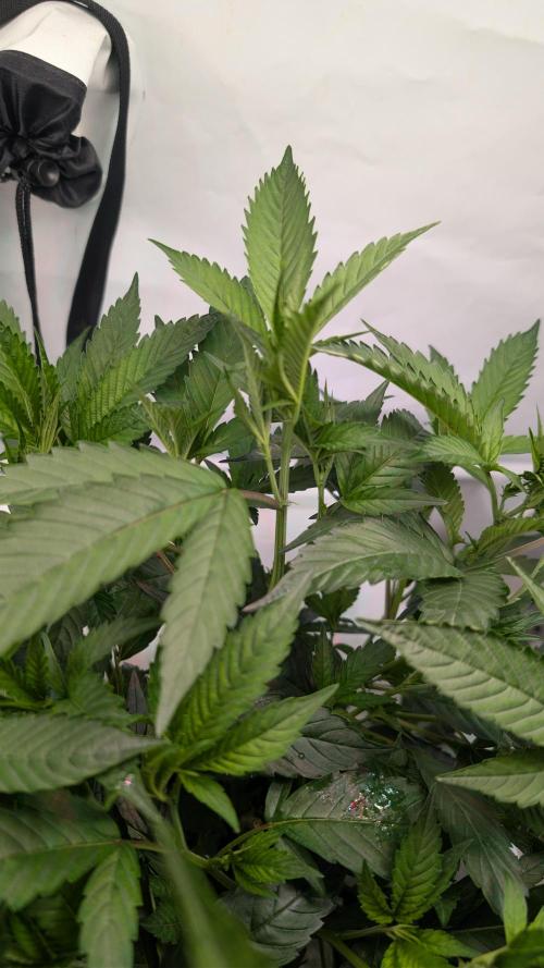 DWC Colorado. Week 5