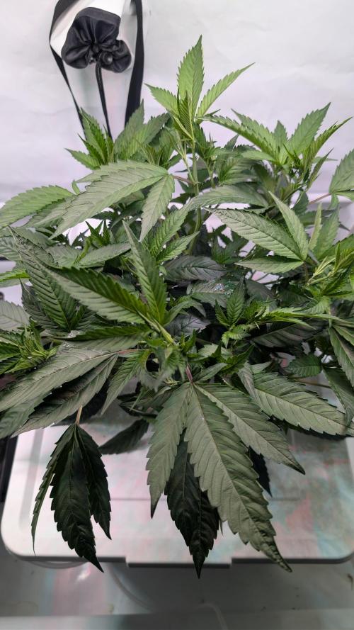 DWC Colorado. Week 5