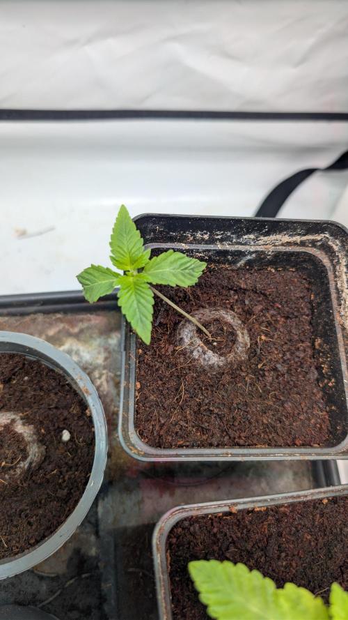 Coco Spritz. Week 1
