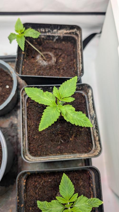 Coco Spritz. Week 1