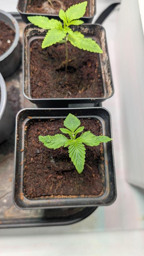 Coco Spritz. Week 1