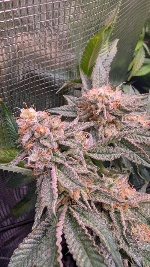 Happy Hour the Second. Week 8
