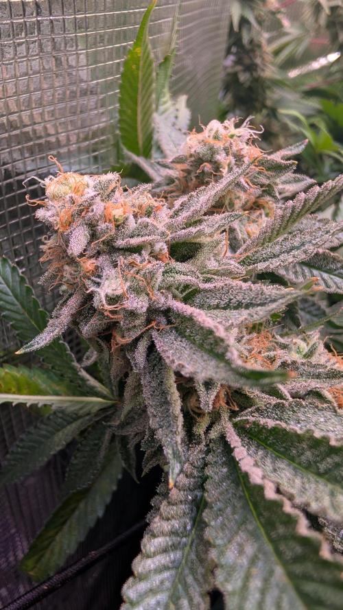 Happy Hour the Second. Week 8