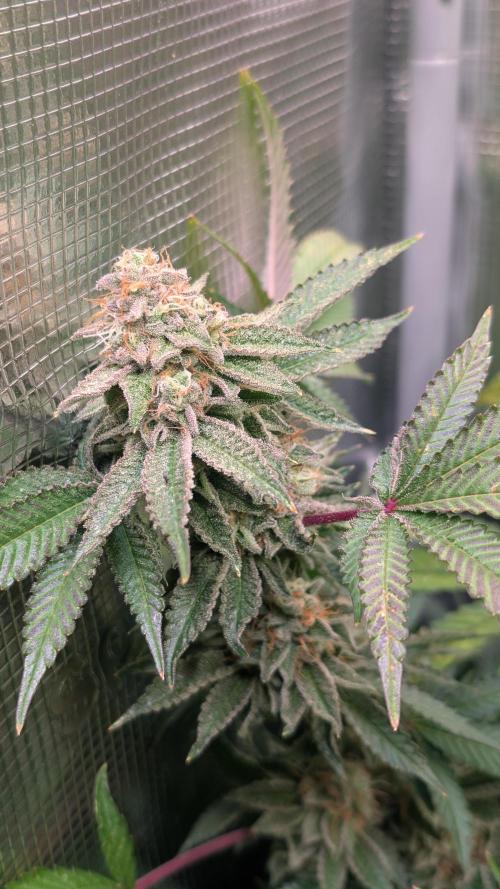 Happy Hour the Second. Week 8