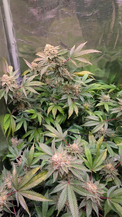 Happy Hour the Second. Week 8