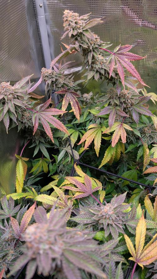 Happy Hour the Second. Week 9