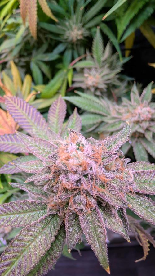 Happy Hour the Second. Week 9