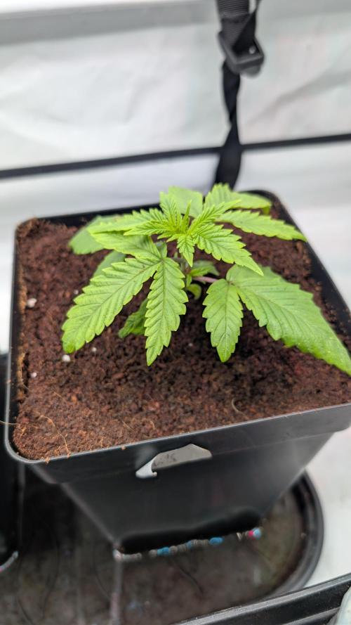 Coco Spritz. Week 2