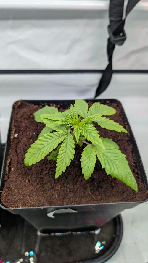 Coco Spritz. Week 2