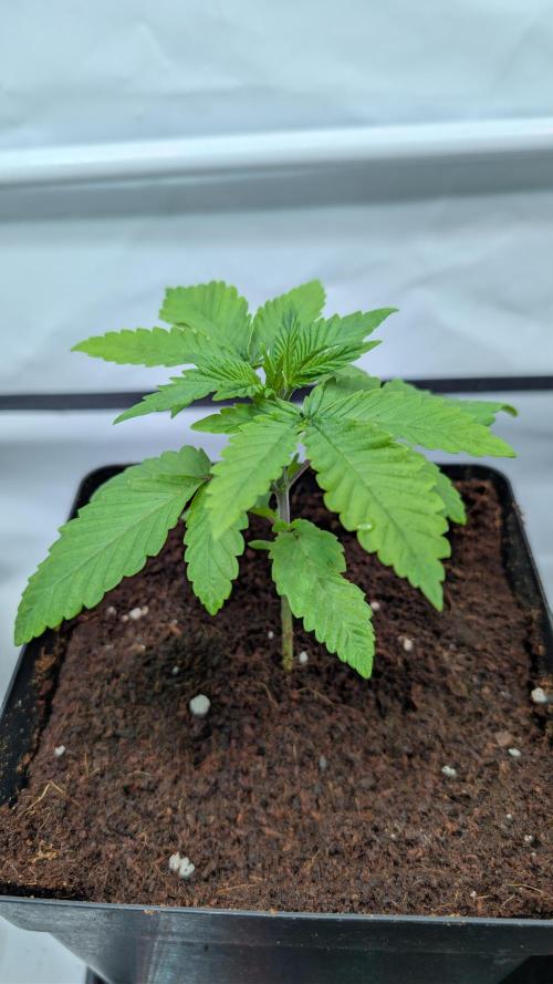 Coco Spritz. Week 2