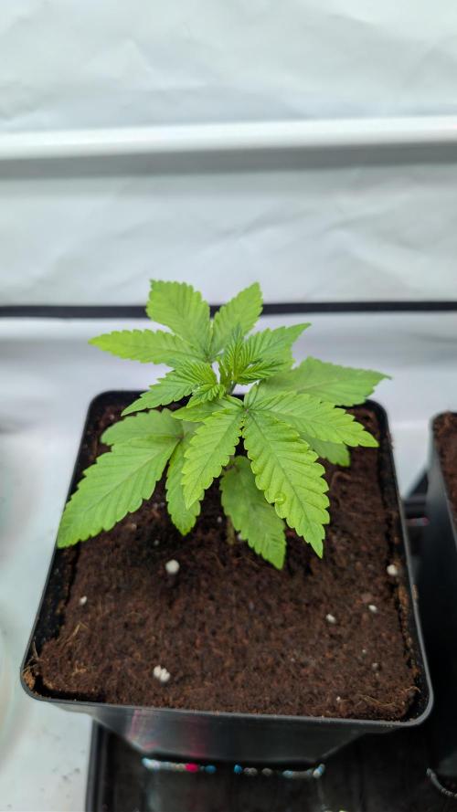 Coco Spritz. Week 2