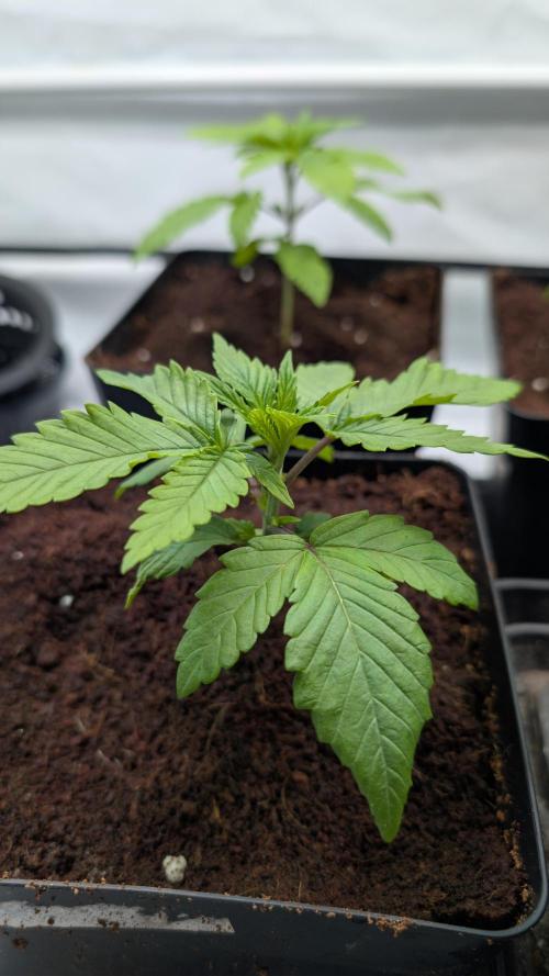 Coco Spritz. Week 2