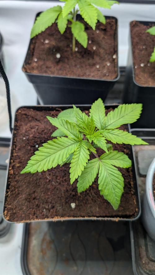 Coco Spritz. Week 2