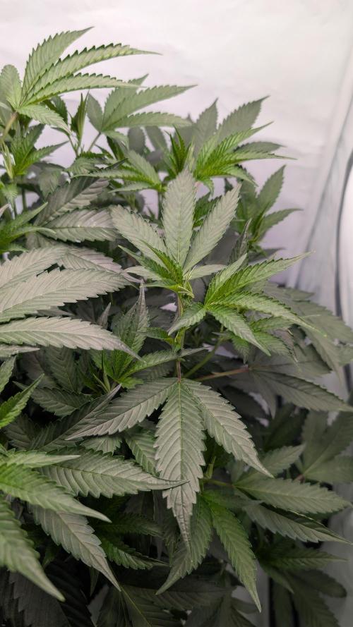 DWC Colorado. Week 6