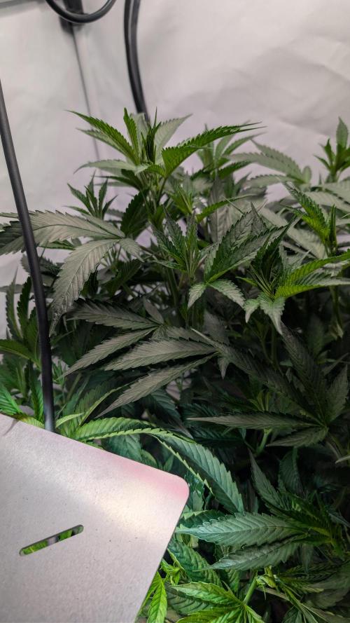 DWC Colorado. Week 6