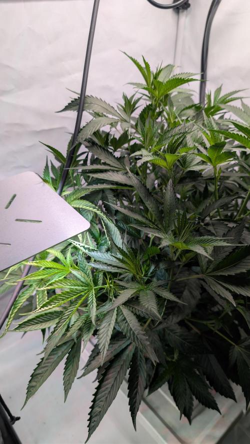 DWC Colorado. Week 6