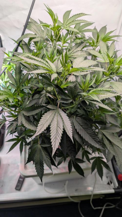DWC Colorado. Week 6