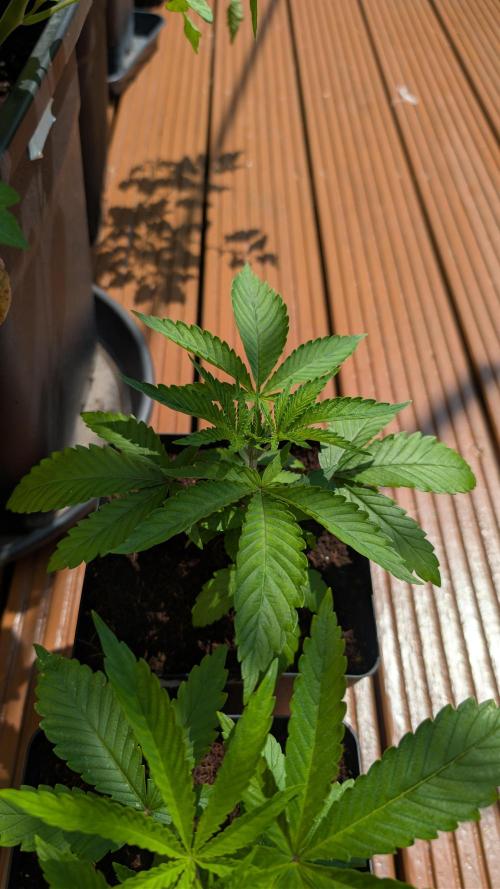 Coco Spritz. Week 3