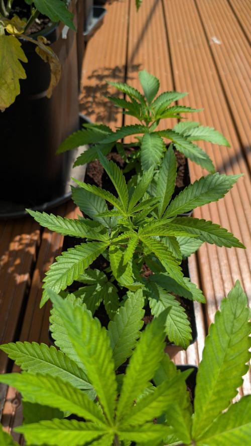 Coco Spritz. Week 3