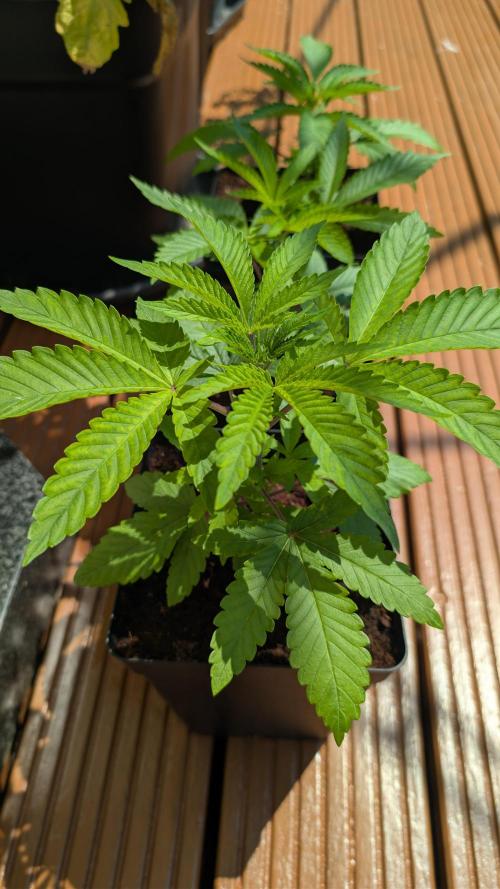 Coco Spritz. Week 3