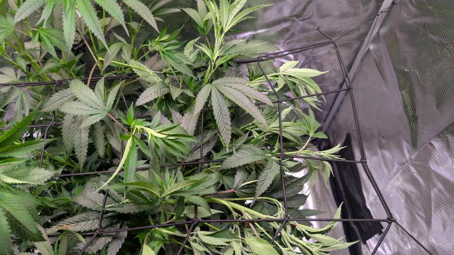DWC Colorado. Week 7