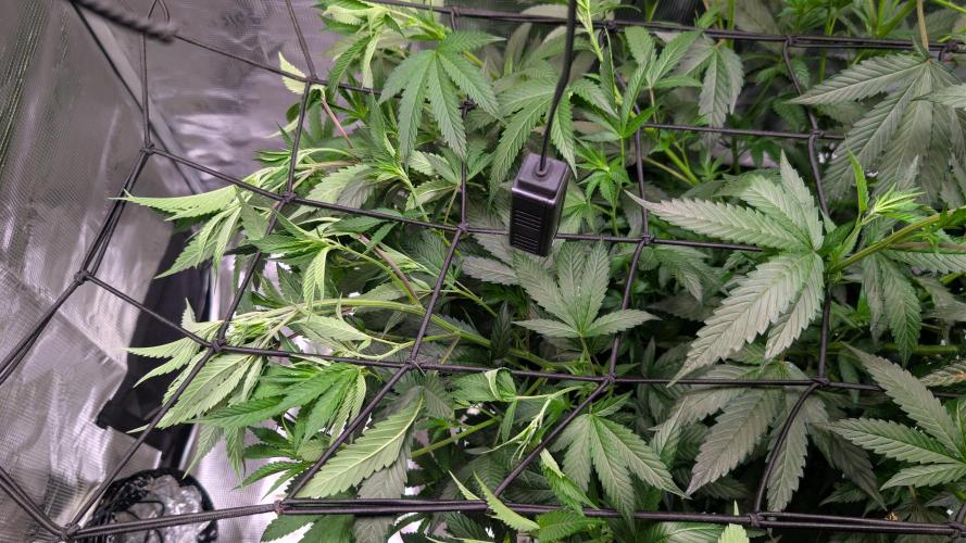 DWC Colorado. Week 7
