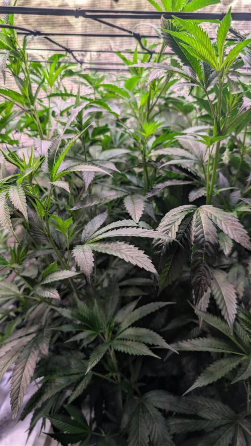 DWC Colorado. Week 7