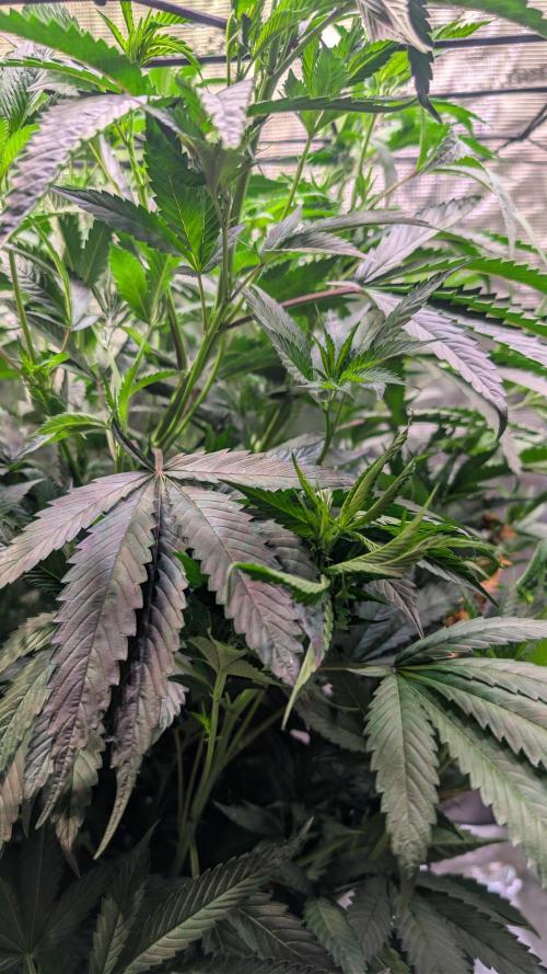 DWC Colorado. Week 7