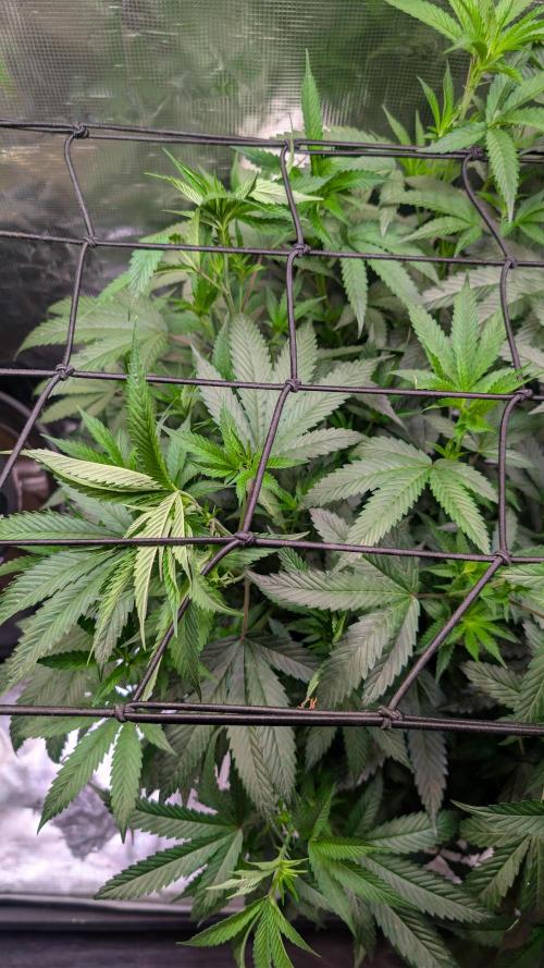DWC Colorado. Week 7