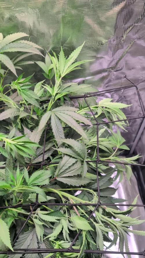 DWC Colorado
