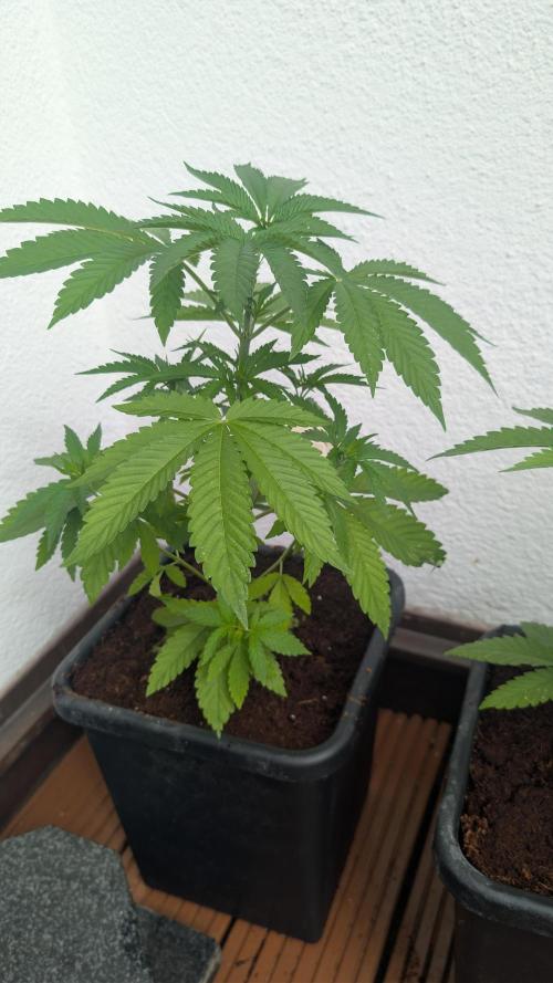 Coco Spritz. Week 4