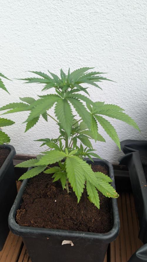 Coco Spritz. Week 4