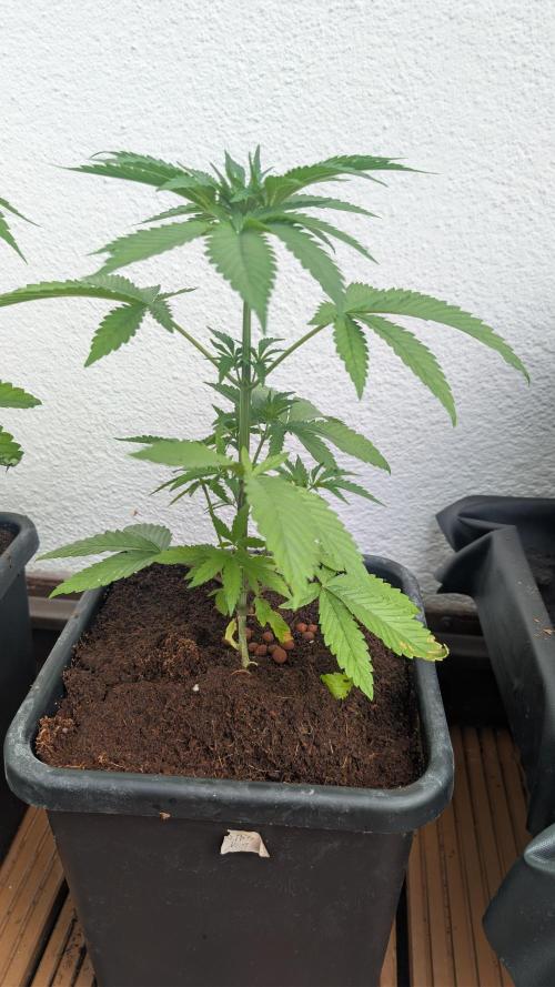 Coco Spritz. Week 4