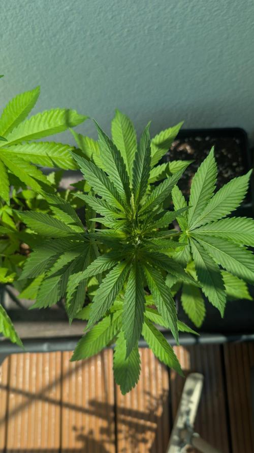 Coco Spritz. Week 4