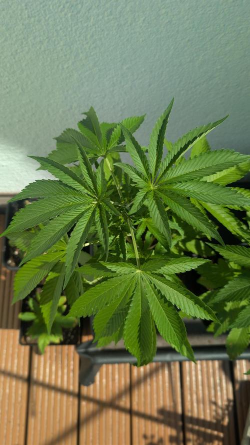 Coco Spritz. Week 4