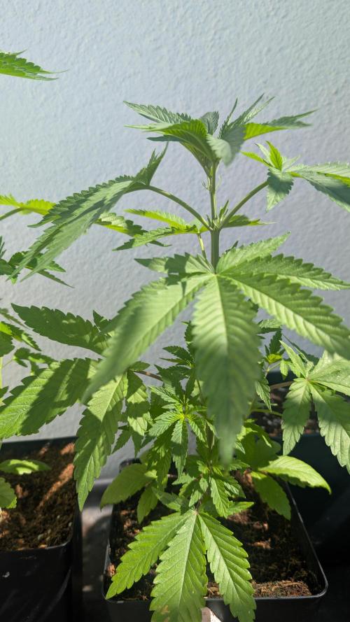 Coco Spritz. Week 4