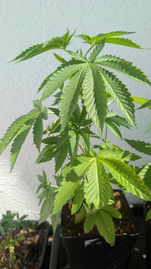 Coco Spritz. Week 4