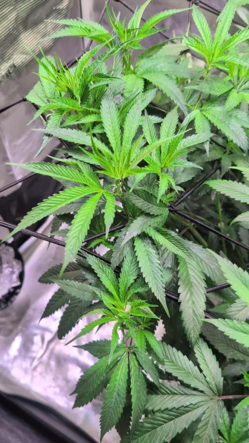 DWC Colorado