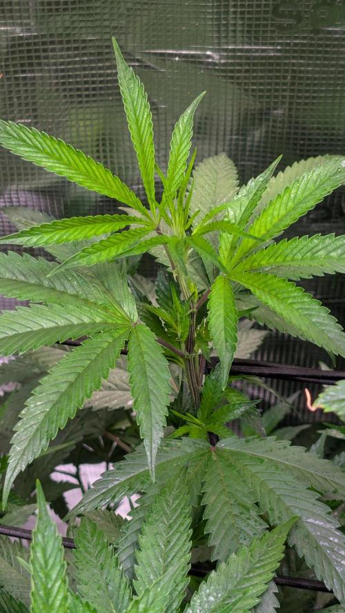 DWC Colorado. Week 8