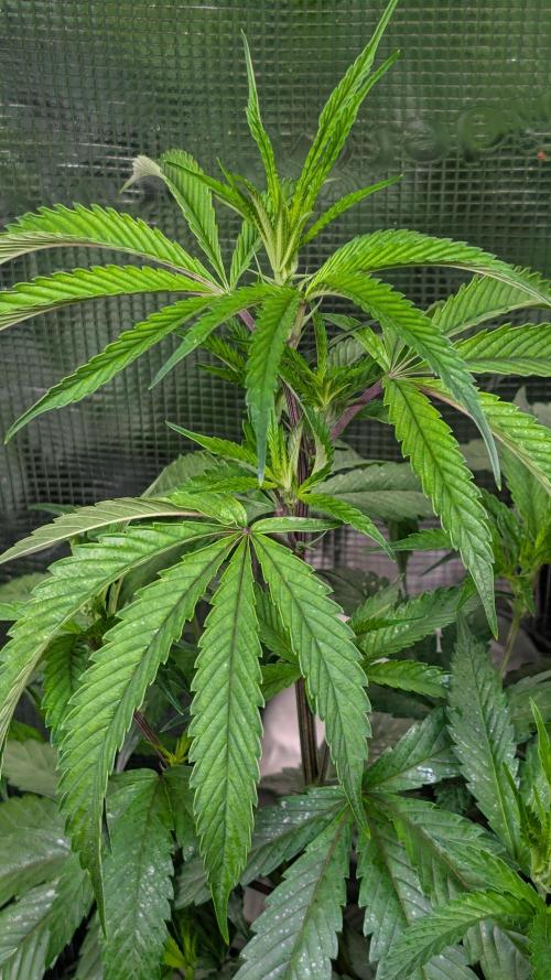 DWC Colorado. Week 8