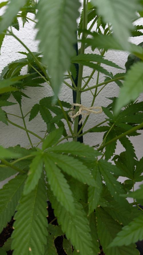 Coco Spritz. Week 5