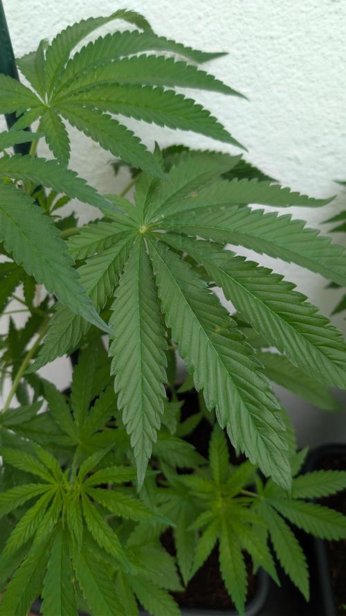 Coco Spritz. Week 5