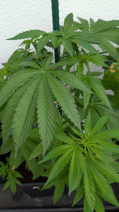 Coco Spritz. Week 5