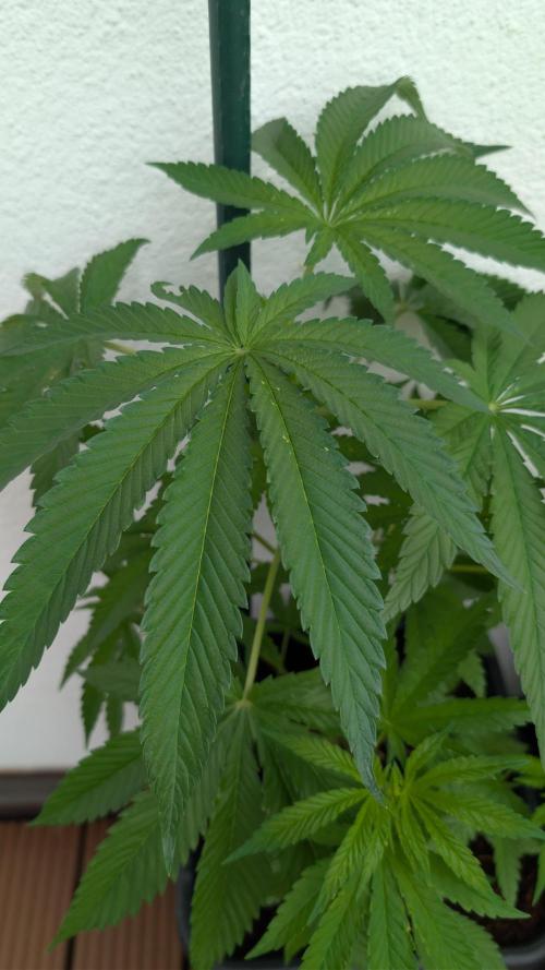 Coco Spritz. Week 5