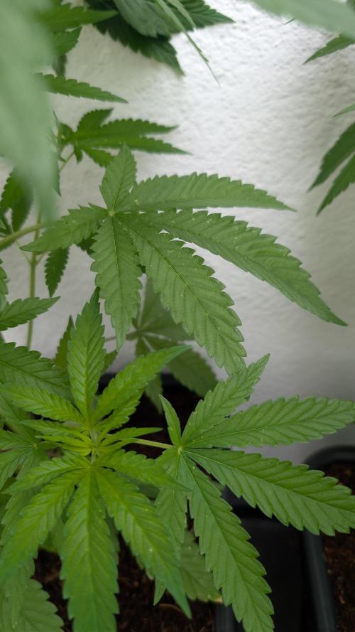 Coco Spritz. Week 5
