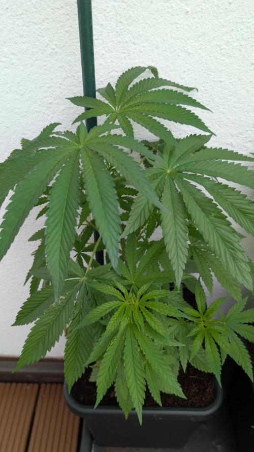 Coco Spritz. Week 5