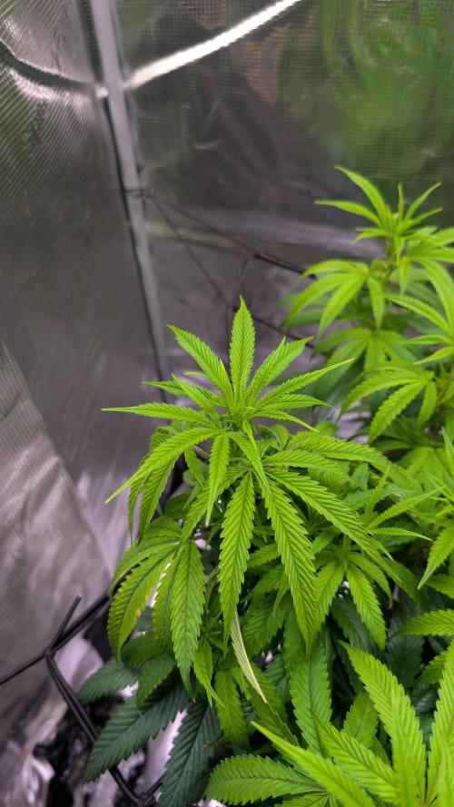 DWC Colorado. Week 9