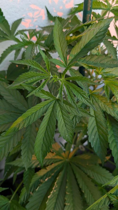 Coco Spritz. Week 6